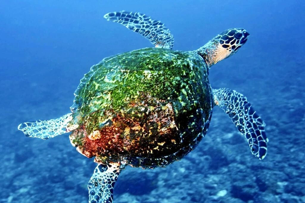 Panamá crea una gran reserva que eleva al 30% sus aguas marinas protegidas