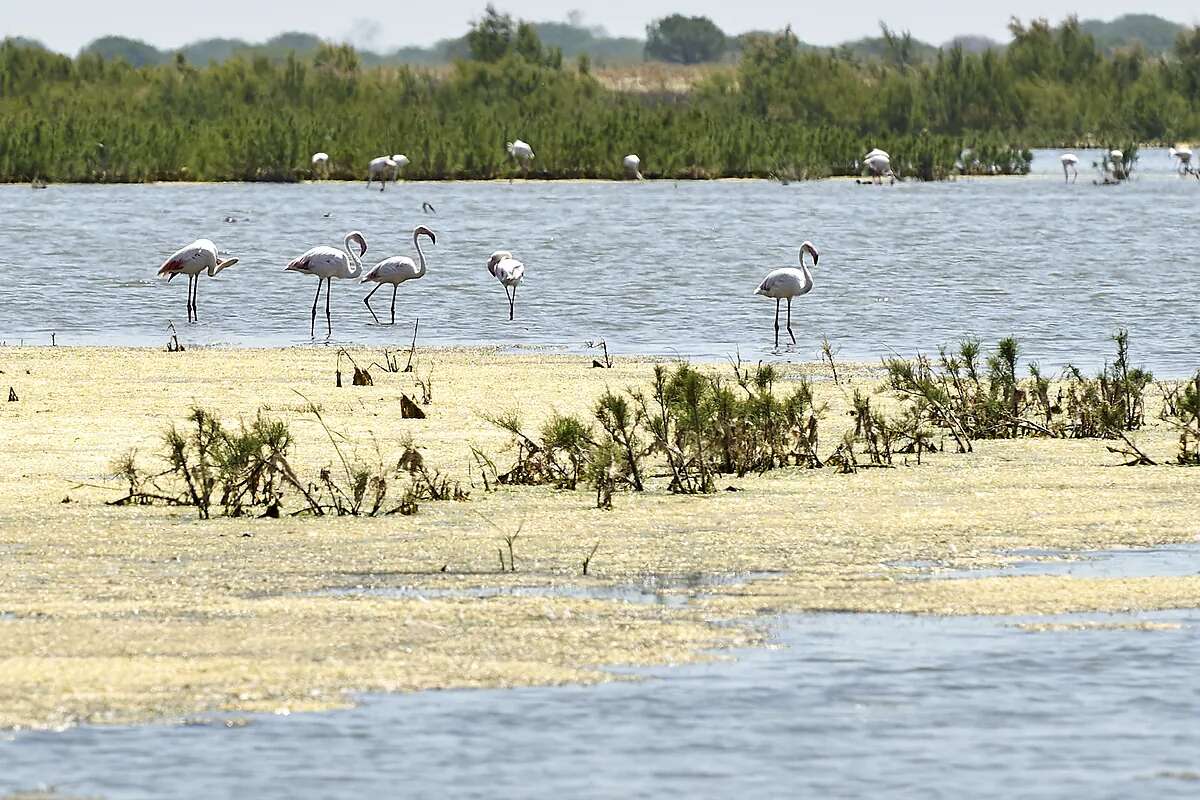 Los gansos abandonan Doñana: Ésta es la prueba definitiva de que el gran humedal de Europa se seca