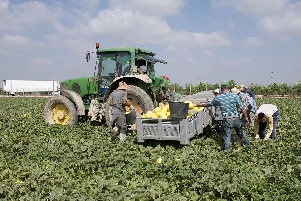 El campo y las empleadas del hogar fulminan 176.000 empleos desde que arrancó la escalada del salario mínimo y a las puertas de una nueva subida del 4%