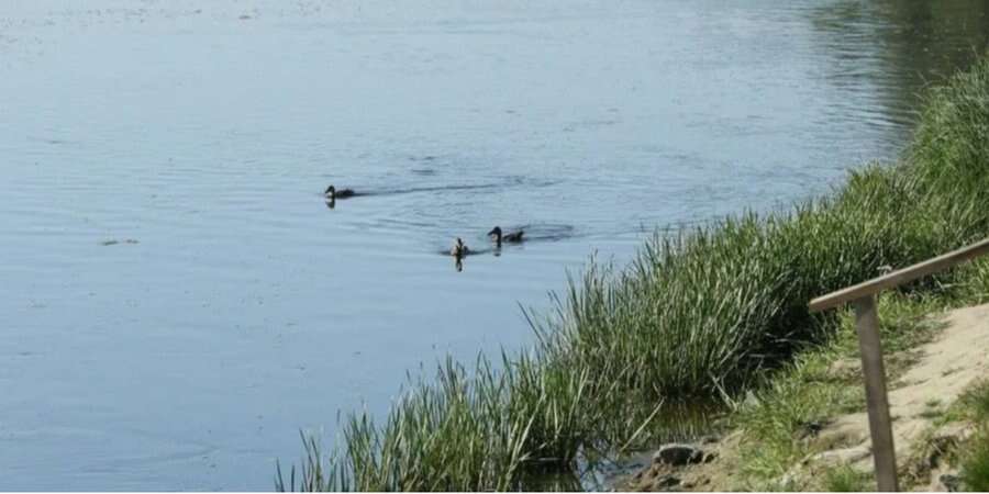 Забруднена вода з Десни вже досягла Київської області - Держводагентство