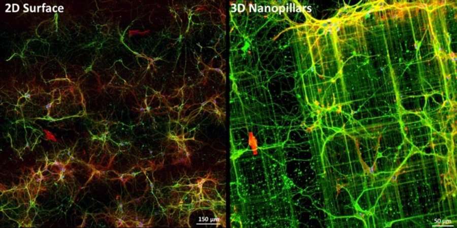 Учені надрукували на 3D-принтері структуру, що імітує мозок