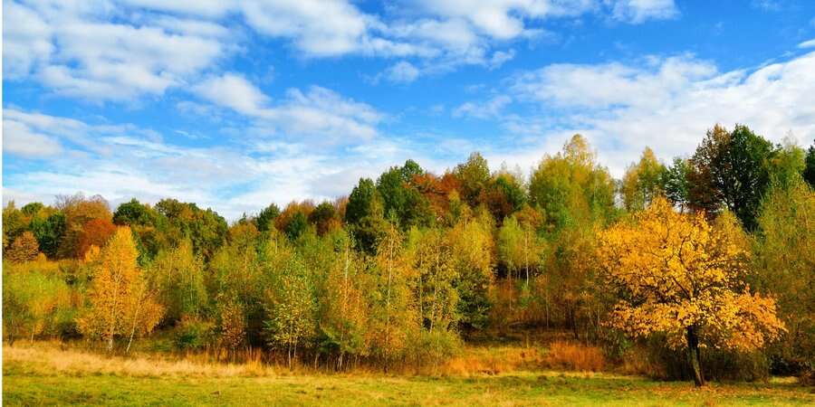 Бабине літо ще не настало. Синоптикиня розповіла про особливості вересня 2024: чи будуть заморозки та температурні гойдалки в Україні