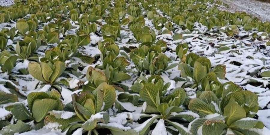 На Волині вперше посеред зими на полях дозрів урожай капусти, — фото