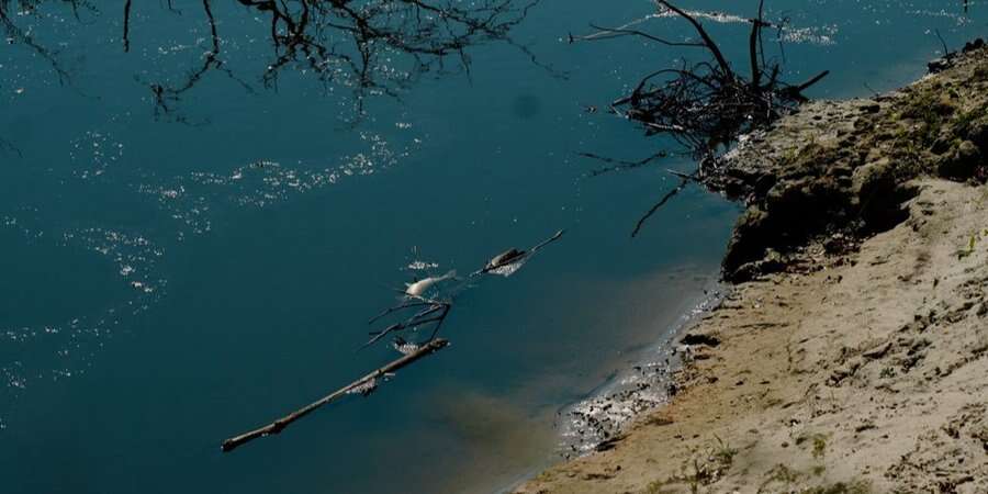 Забруднена вода з Десни може досягти Київської області 14−16 вересня — Міністерство навколишнього середовища