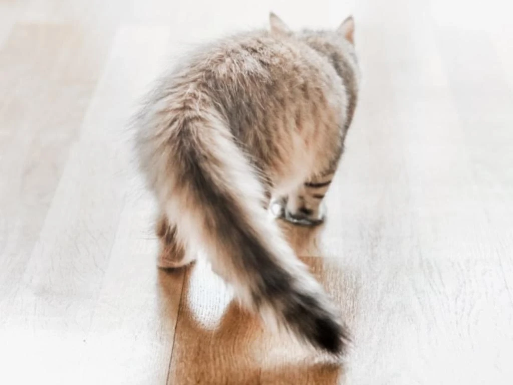 Woman died of covid, eaten by pet cats