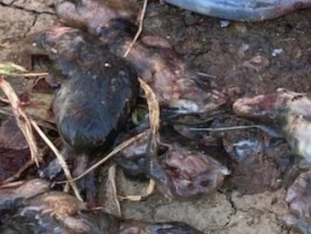 Revolting pic shows new mouse danger