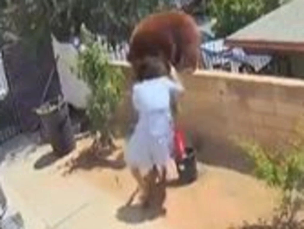 Fearless dog owner fights off bear