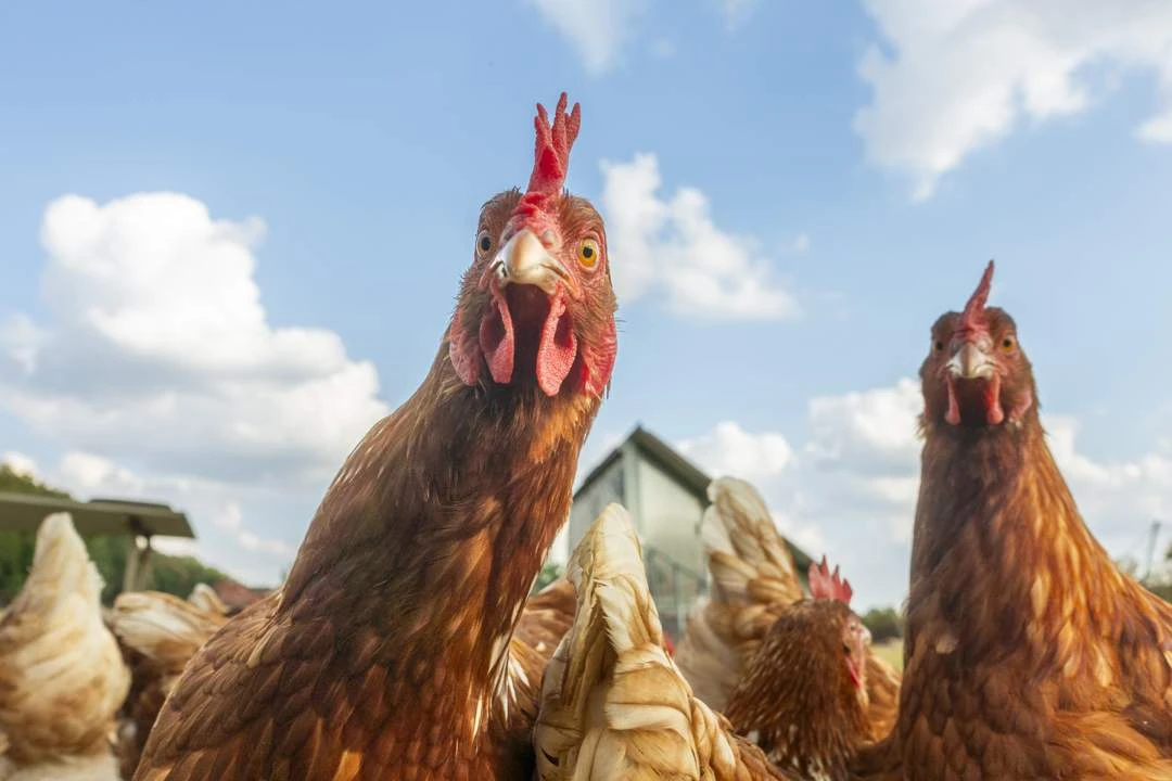 Chicken wars: Power struggle at Quantum nears end as deal shifts balance
