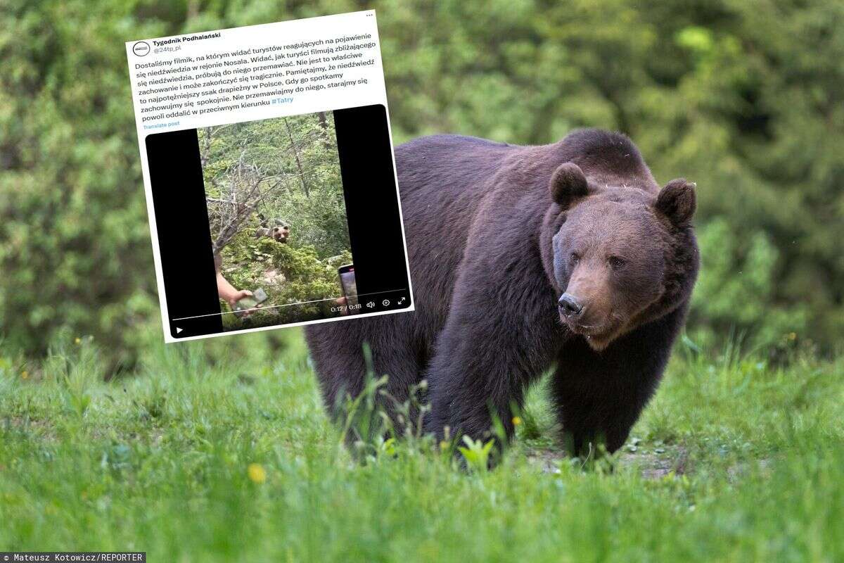 Niebezpieczne spotkanie w Tatrach. 