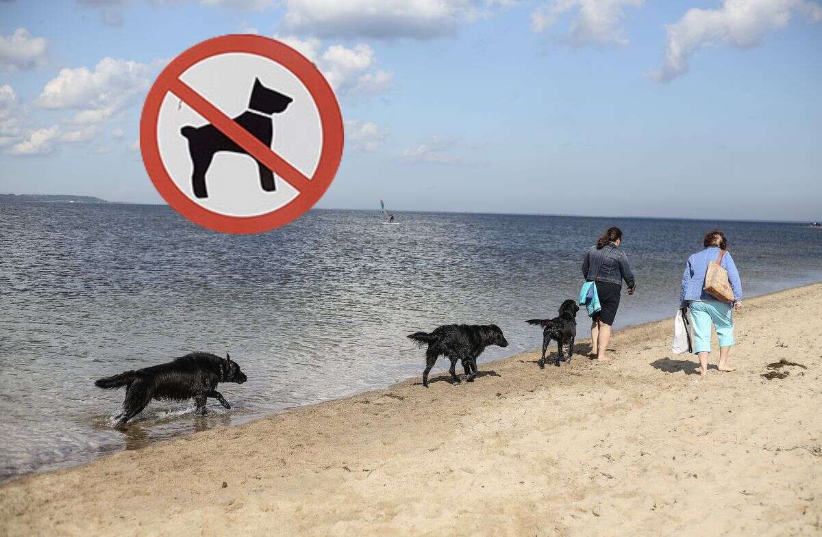 Zakaz wstępu na plaże dla psów? Spytaliśmy w badaniu