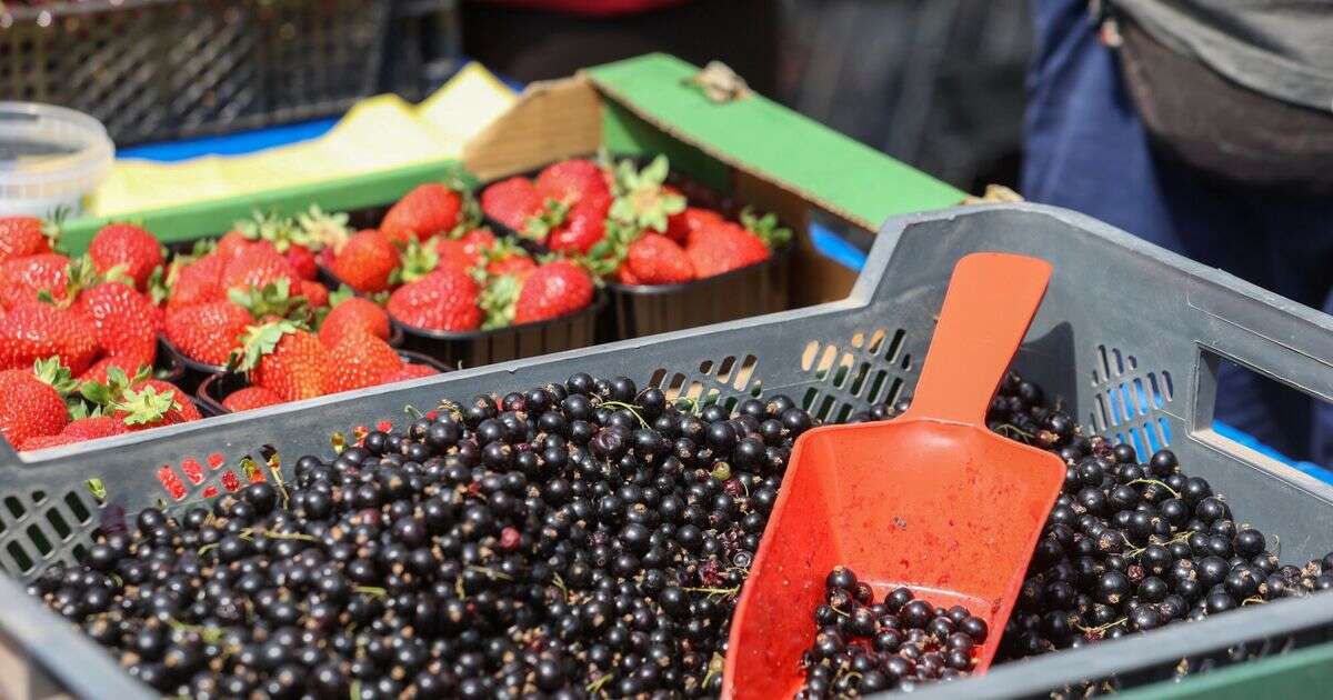 10 zł za mały pojemniczek. Ceny tego owocu szaleją