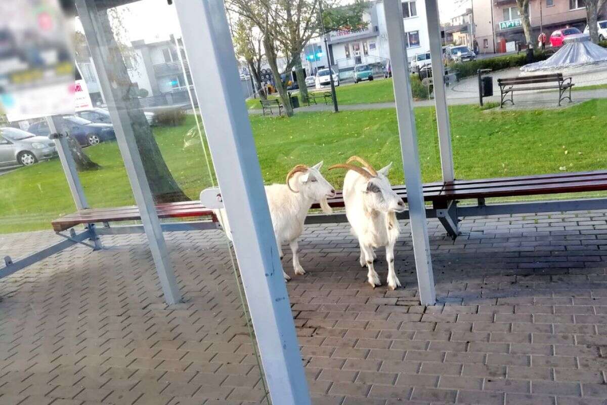 Wezwali policję do dwóch kóz. Stały na przystanku