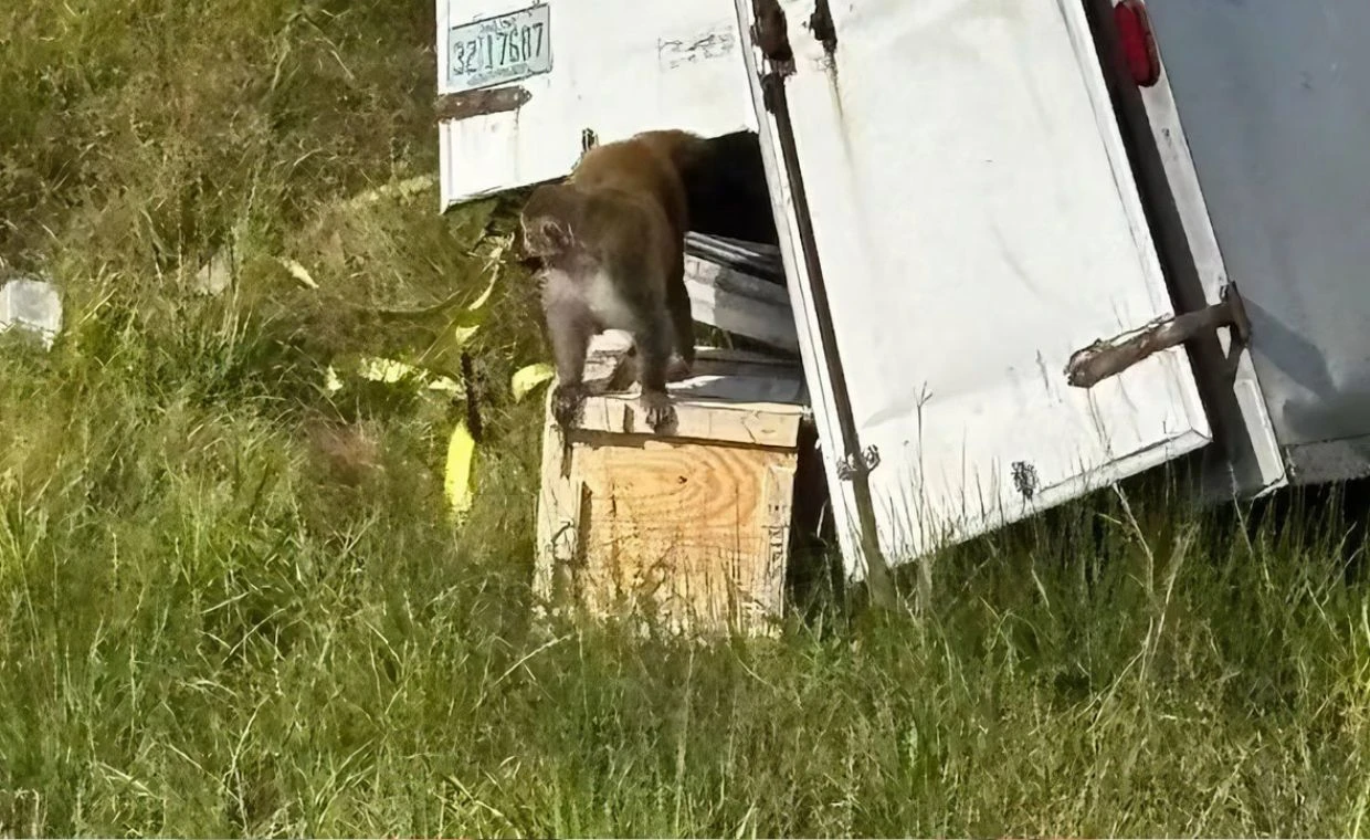 Małpy uciekły z transportu w USA. Policja: zwierzęta były agresywne