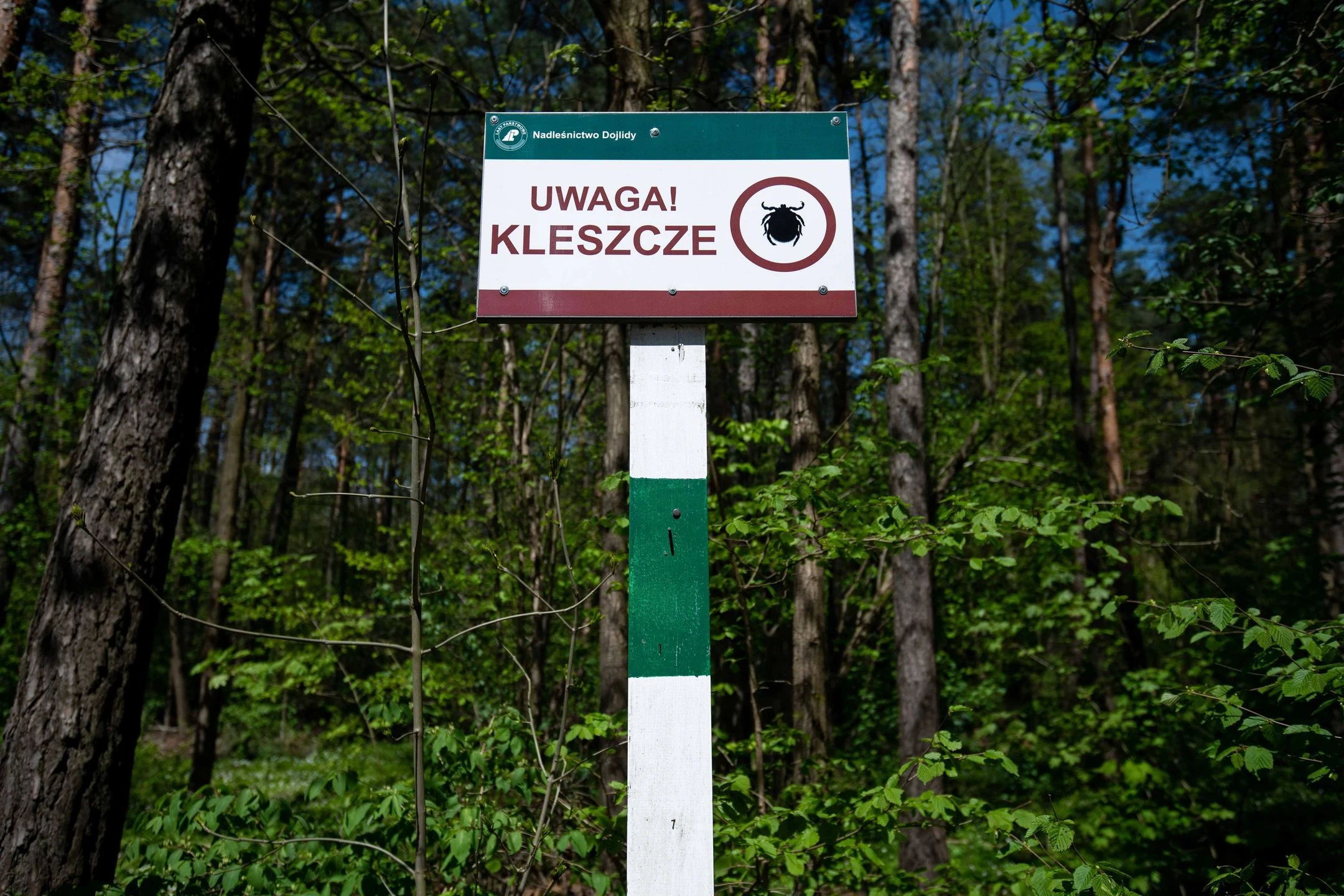 Ukąsił kleszcz? Nie wyrzucaj go. Ważny apel polskich naukowców