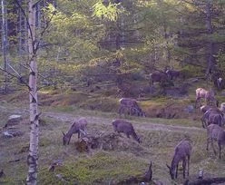 Co się dzieje, gdy nie ma ludzi? Niezwykłe zdjęcie z Karkonoskiego Parku Narodowego