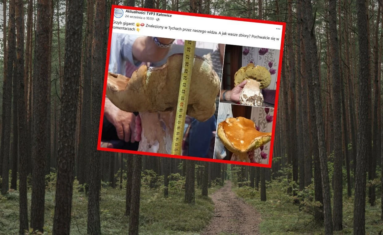 Telewizja pokazała zdjęcie od widza. Grzyb gigant w Tychach