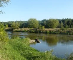 Oborniki. Wyciek z oczyszczalni do Warty. Podano szczegóły