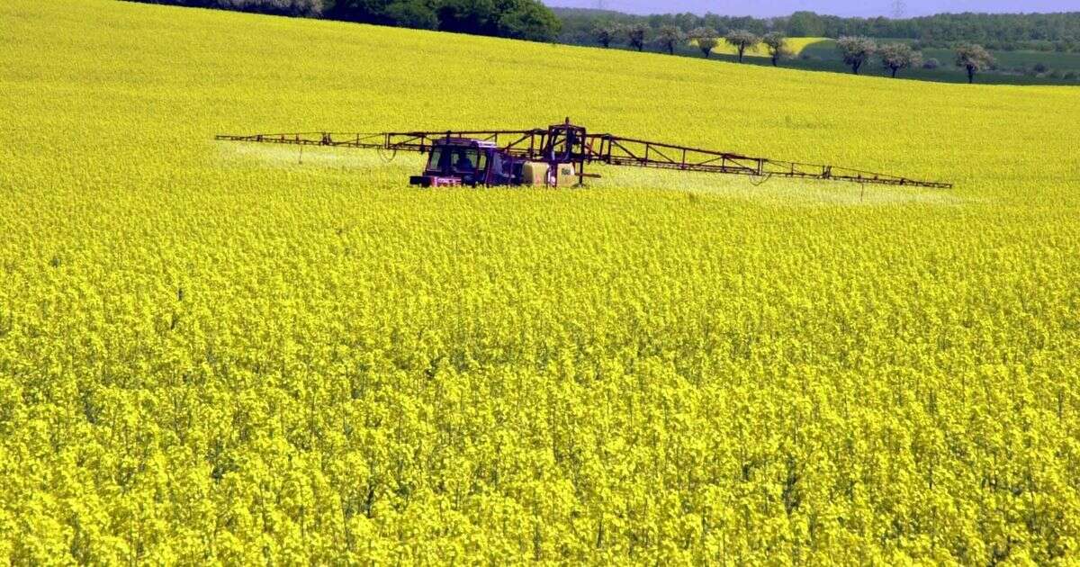 Zabił 7,5 mln pszczół. Rolnik usłyszał wyrok