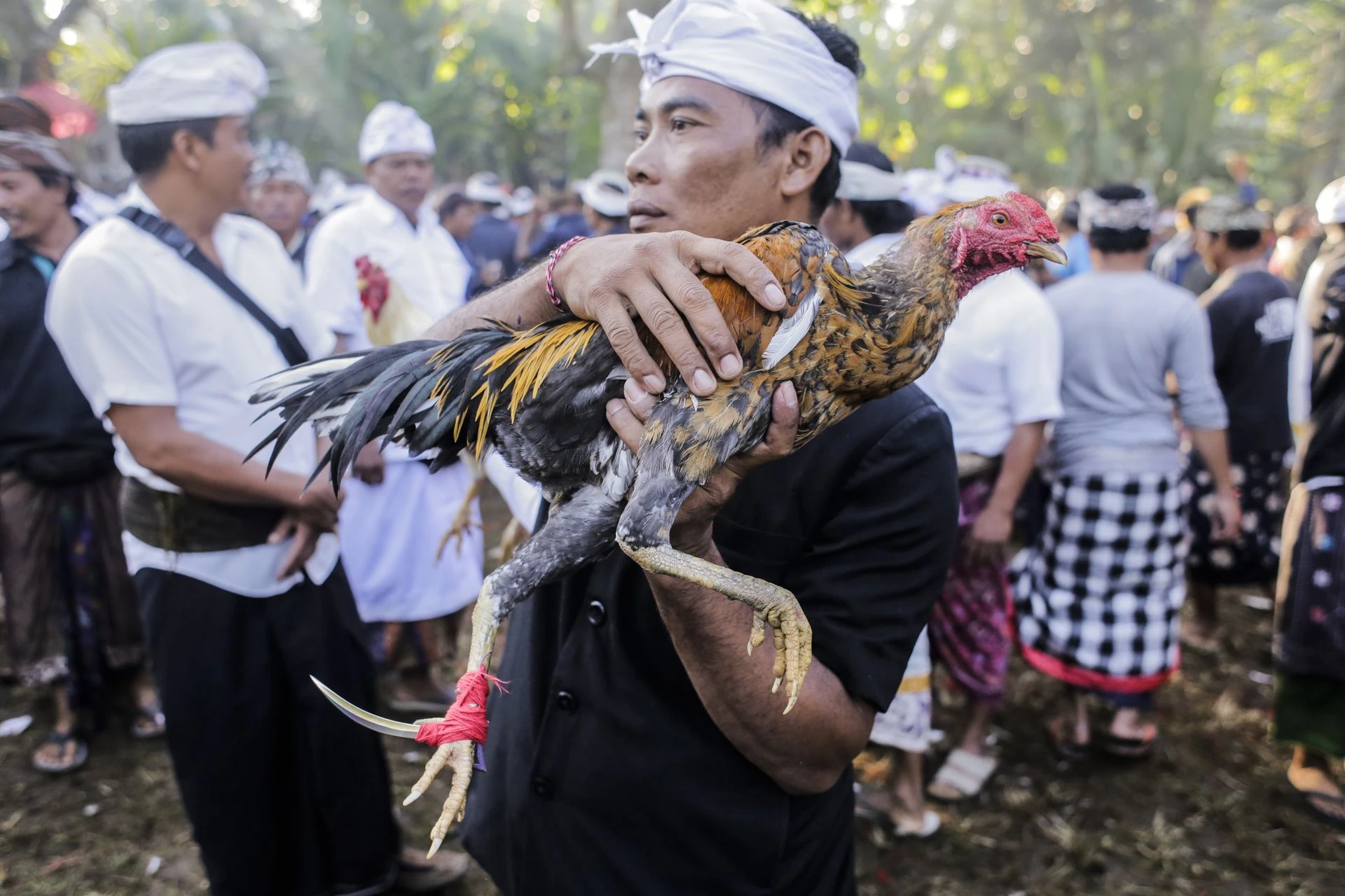 Tragiczny wypadek na Bali. Mężczyzna ofiarą walki kogutów