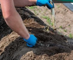 Holendrzy mają problem. Polacy już nie chcą pracować
