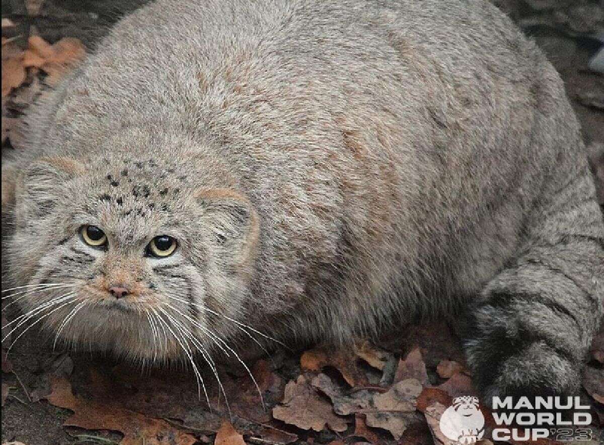 Uciekł z poznańskiego ZOO. Dziś walczy z niemieckim przeciwnikiem