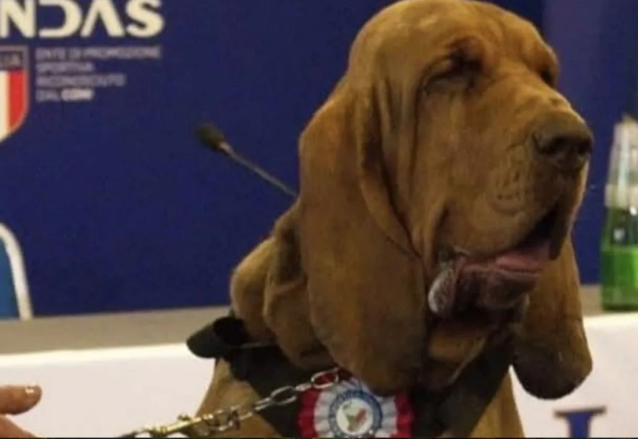 Tragiczna śmierć bohaterskiego psa. Bruna opłakuje wielu Włochów