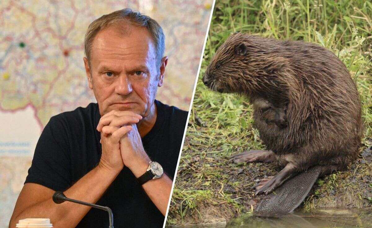 Premier Tusk i bobry. 