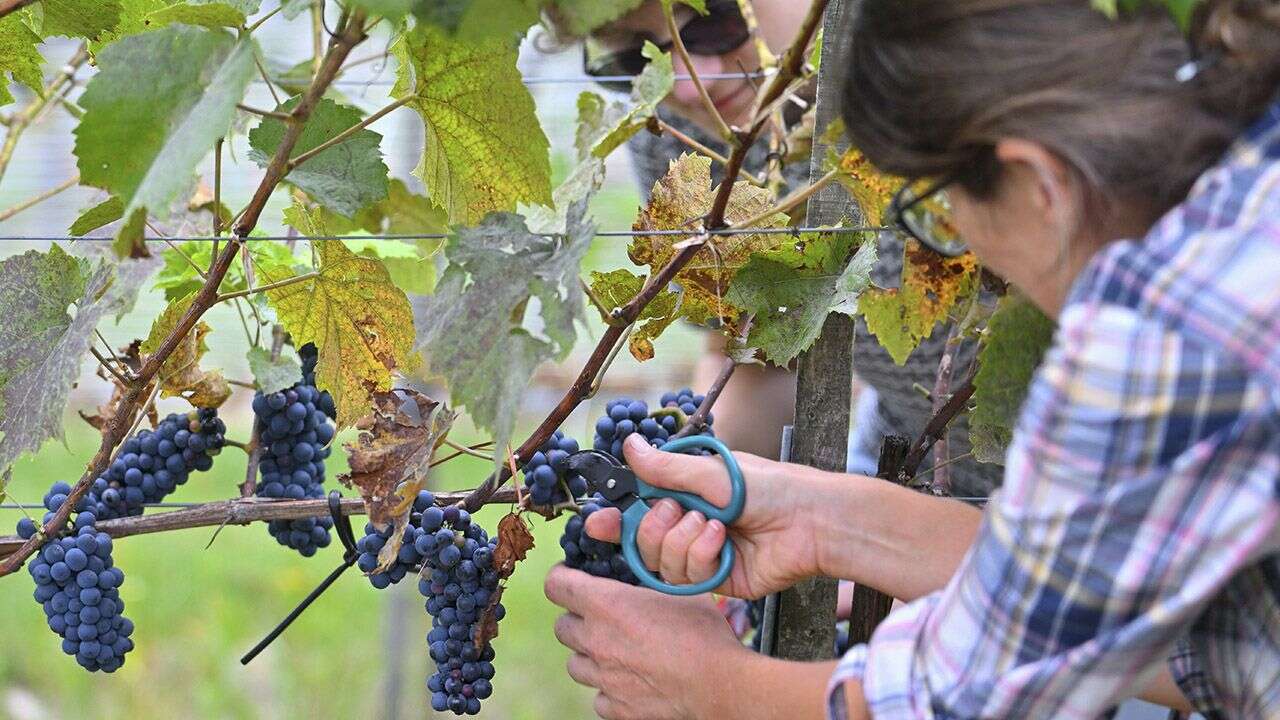 Minister Siekierski zapowiada wsparcie dla sadowników, winnic i plantacji owoców miękkich