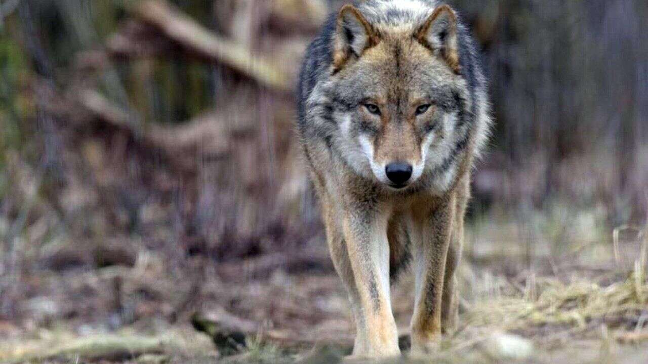 Wilki namierzone w Wielkopolsce. „Realne zagrożenie”