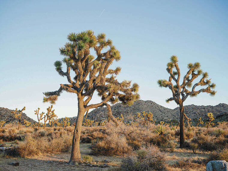 36 Hours in Joshua Tree National Park, California