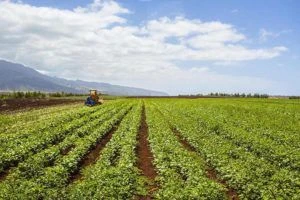 6 Hawaii businesses awarded $250K each to ramp up agricultural production