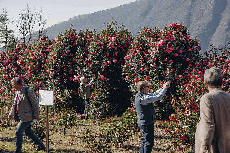 Italian town hitches its wagon to plants that bloom (even in winter)