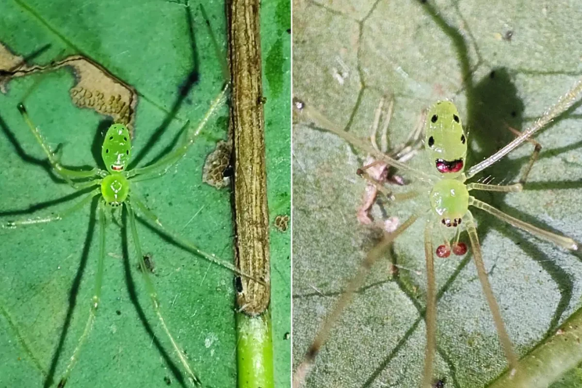 Hallan una nueva especie de araña en el Himalaya con una 'cara sonriente' en el abdomen