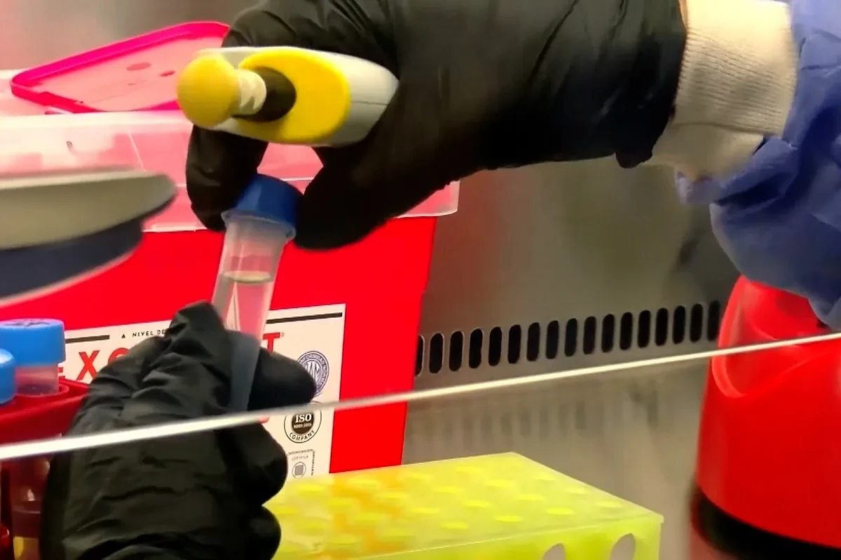Los peligros del hantavirus de los Andes: 