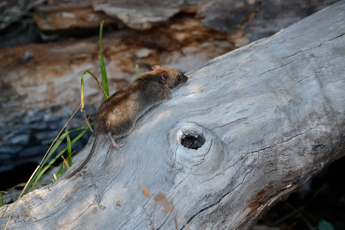 Zoonosis, ratón colilargo, UATAN... Palabras nuevas (y no tan nuevas) que nos deja el hantavirus