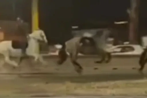 Tres heridos después de que unos 30 caballos escaparan asustados por una avenida de Roma