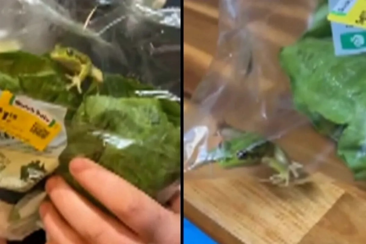 Greg, la sorpresa viva dentro de una bolsa de ensalada en australia
