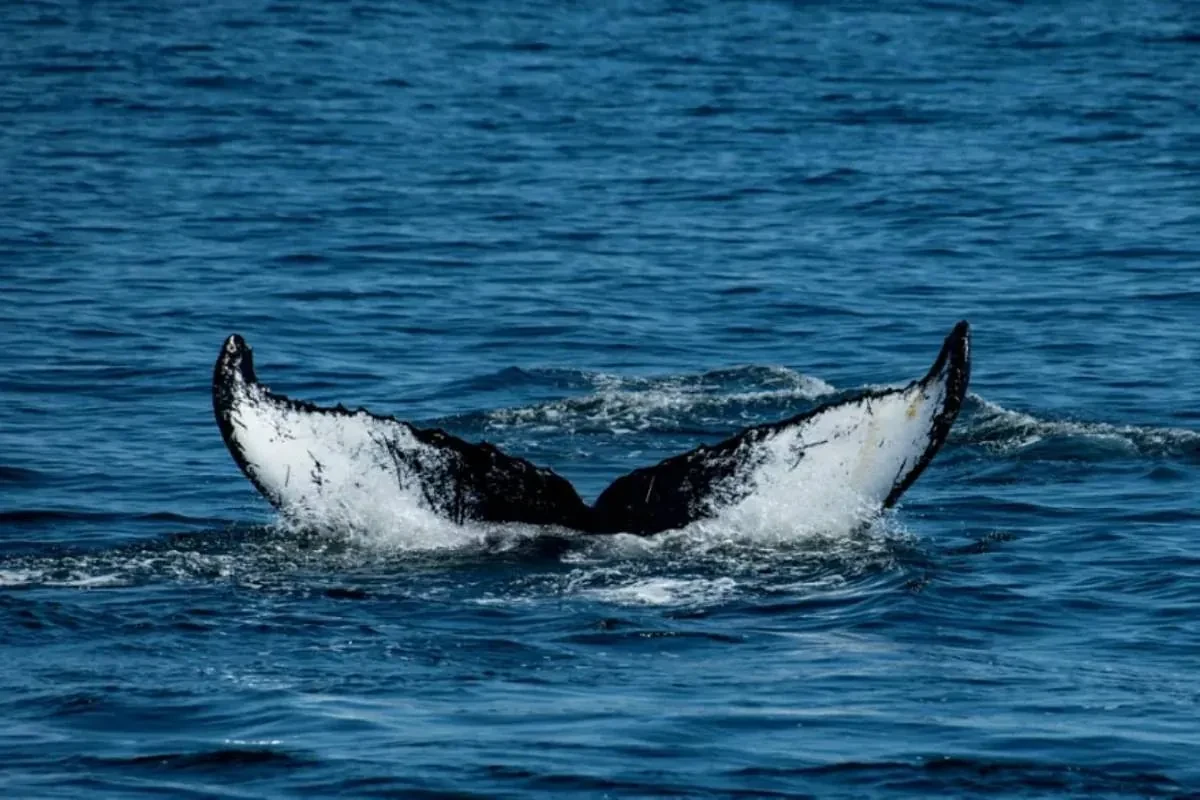 Documentan por primera vez la excepcional travesía de más de 14.000 kilómetros de dos ballenas jorobadas entre Brasil y Australia