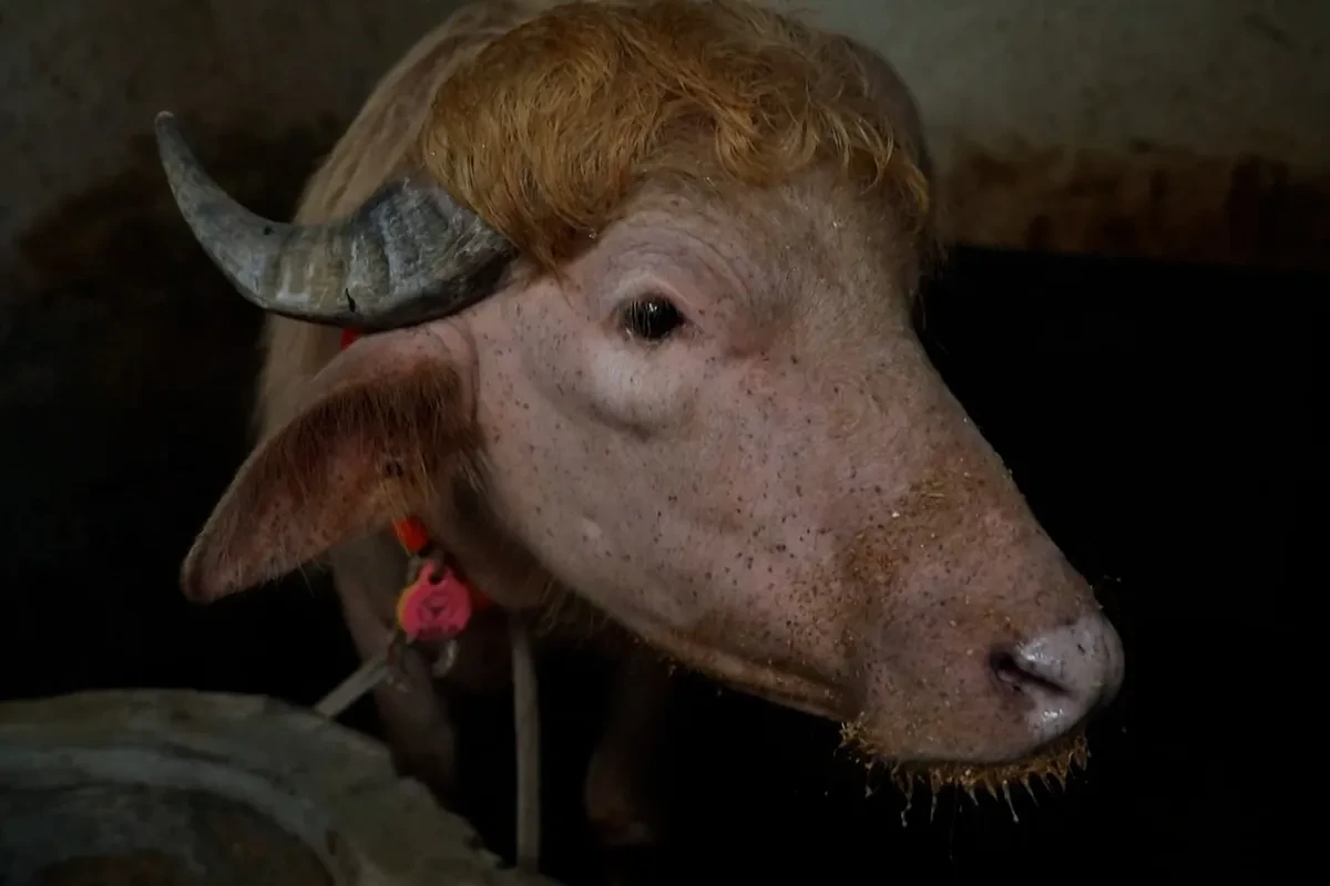 El búfalo albino de 700 kilos 