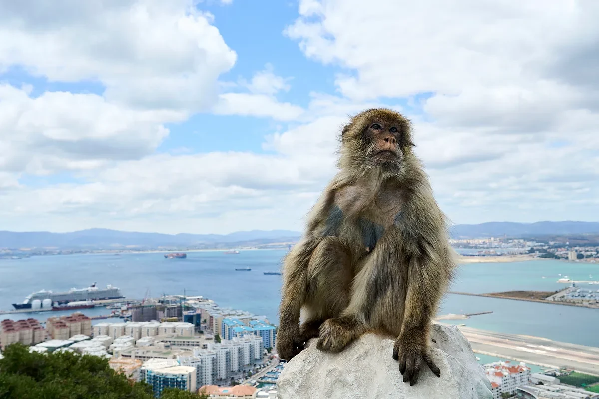 Comer tierra para desintoxicarse de la comida basura: la técnica de los macacos de Gibraltar para evitar dolores de estómago