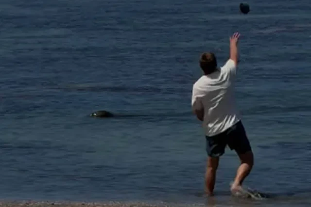 Agentes estadounidenses detienen a un turista que lanzó una piedra a la cabeza a una foca monje hawaiana, una especie en peligro de extinción