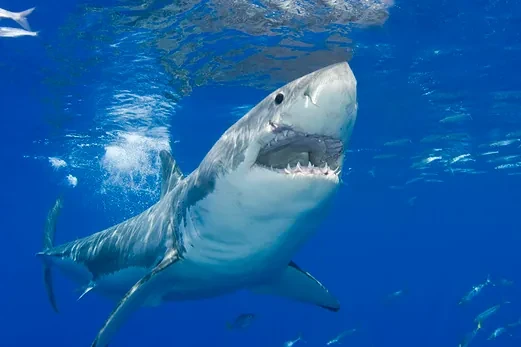 Muere un hombre de 39 años tras ser atacado por un tiburón en un arrecife en Australia