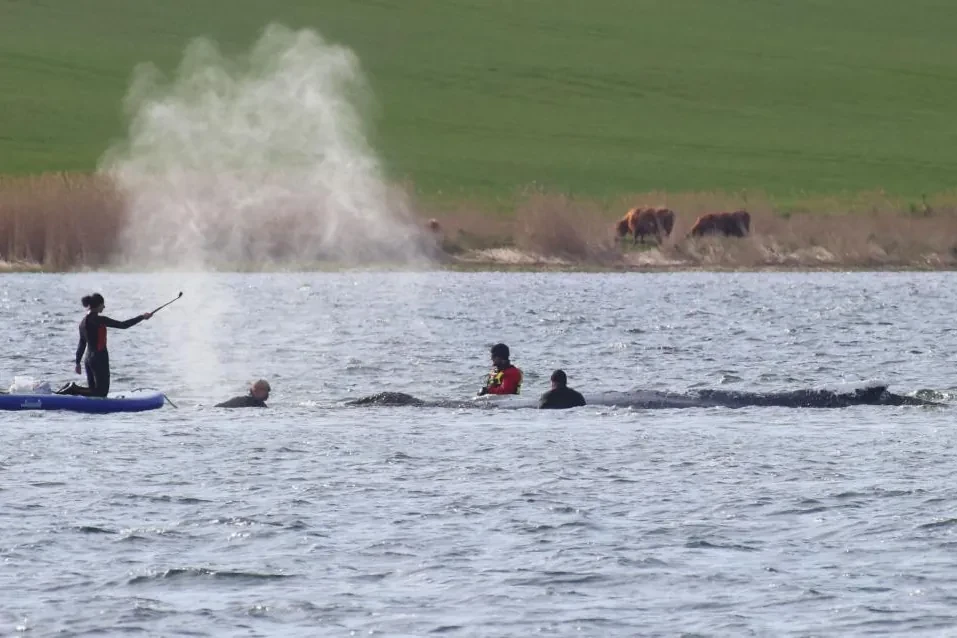 Avanza con éxito el rescate de Timmy, la ballena varada en aguas alemanas