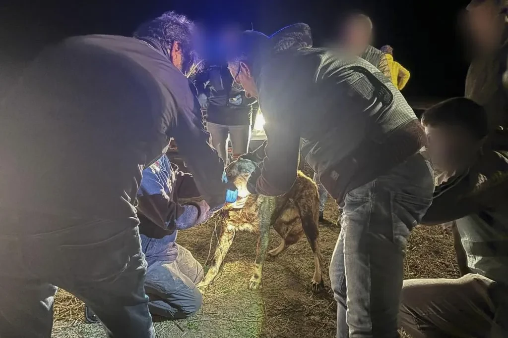 Dos años y medio de cárcel para el dueño de los perros que mataron a una joven en Roales del Pan (Zamora)