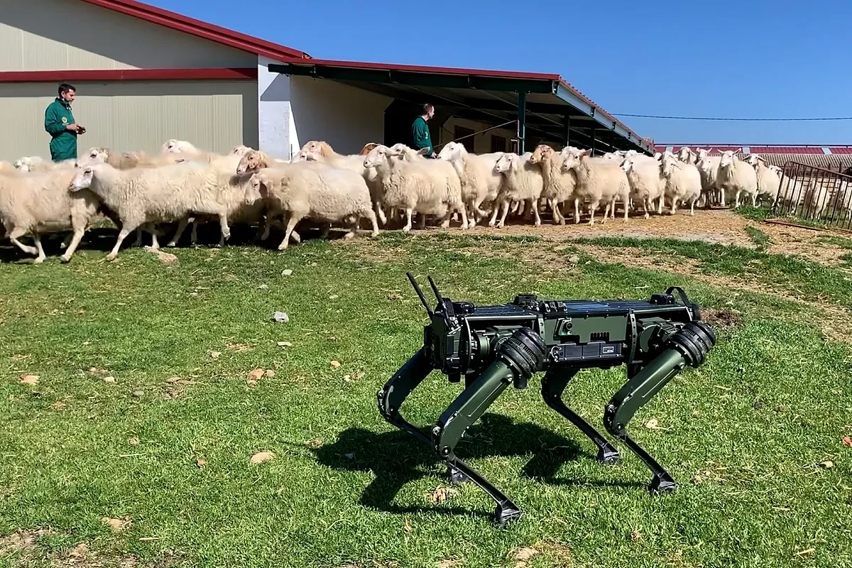 Así son los robots perro para cuidar y guiar ganado: 