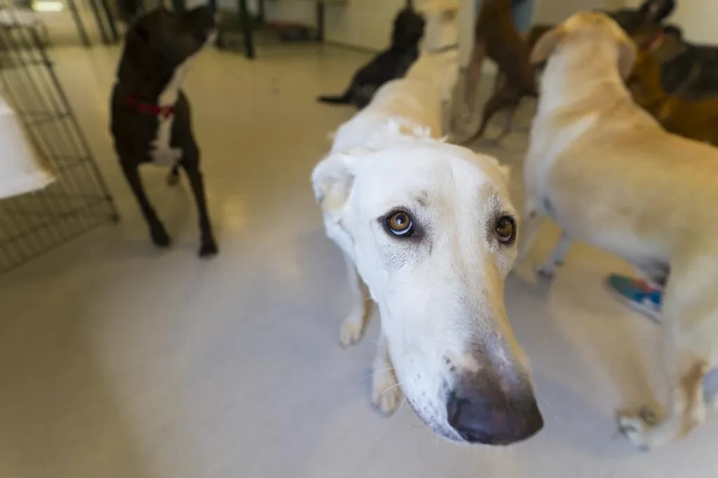 España supera los 15 millones de animales de compañía, casi el doble que niños