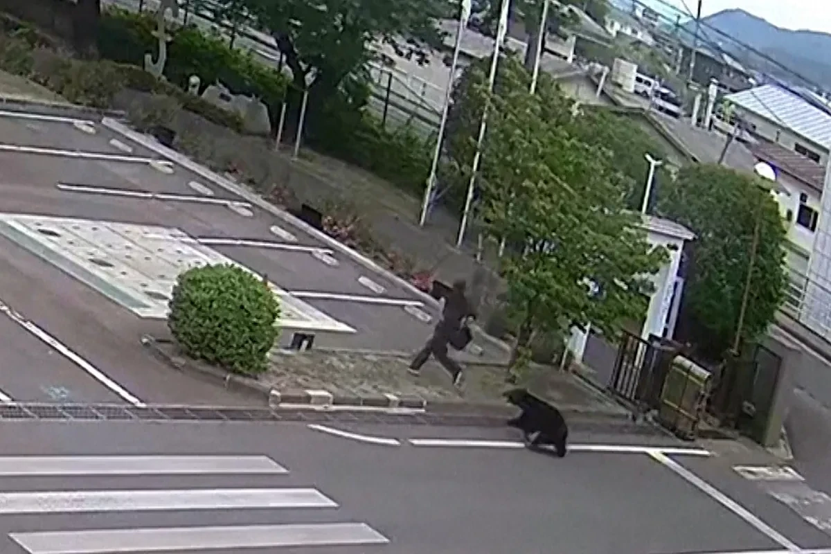Una cámara capta el ataque de oso contra un empleado en Fukushima
