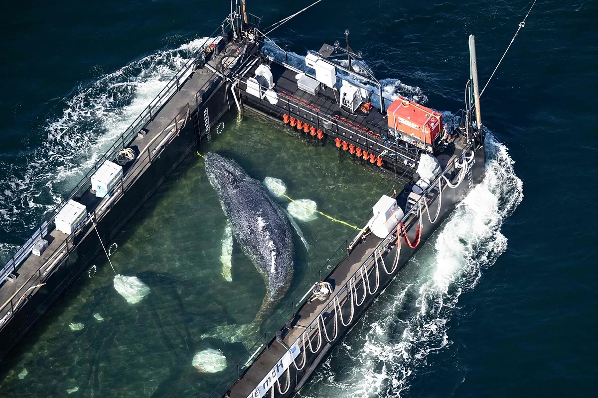 Liberan en el mar del Norte a Timmy, la ballena jorobada varada en Alemania desde marzo