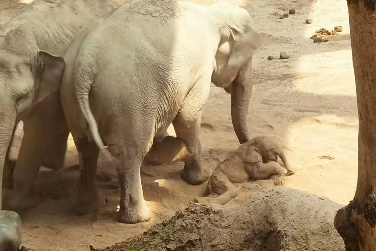El zoo de Zúrich sacrifica a un elefante recién nacido por ser incapaz de ponerse en pie