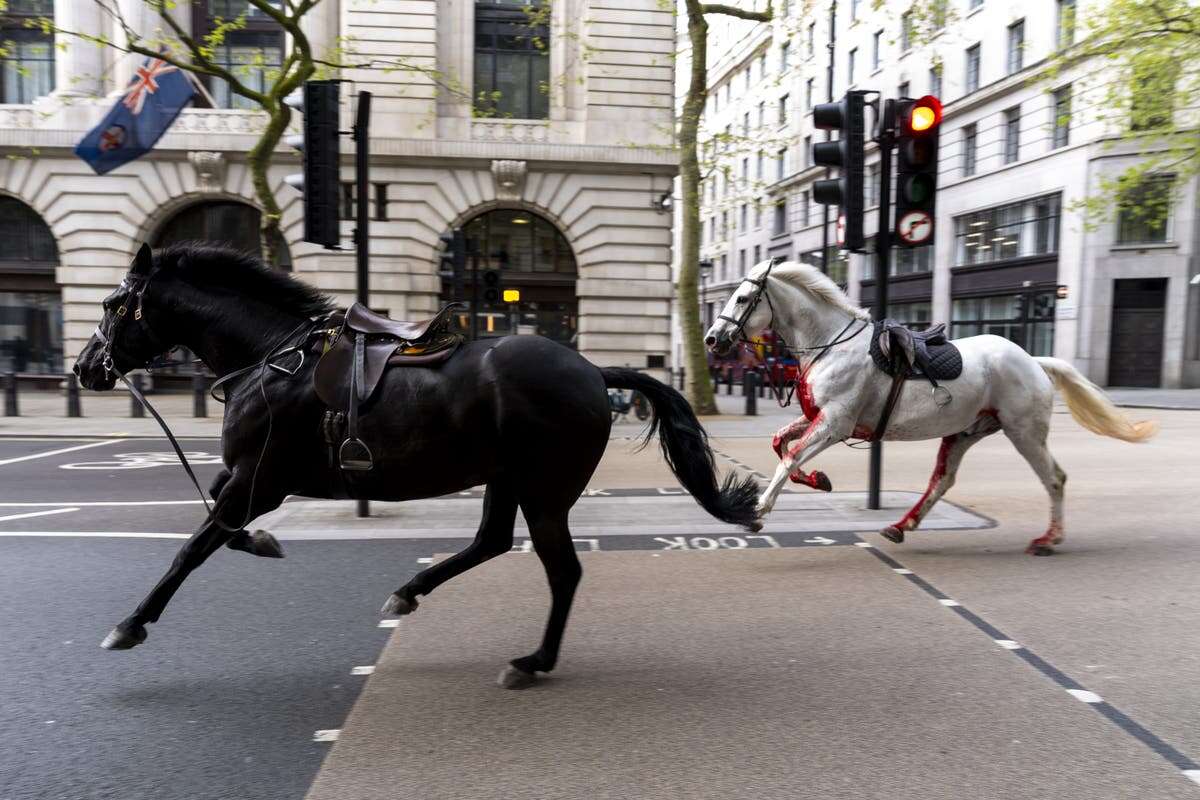 Update to injured Cavalry horse that rampaged through London